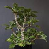 P・ウィンゾリー （実生） 75