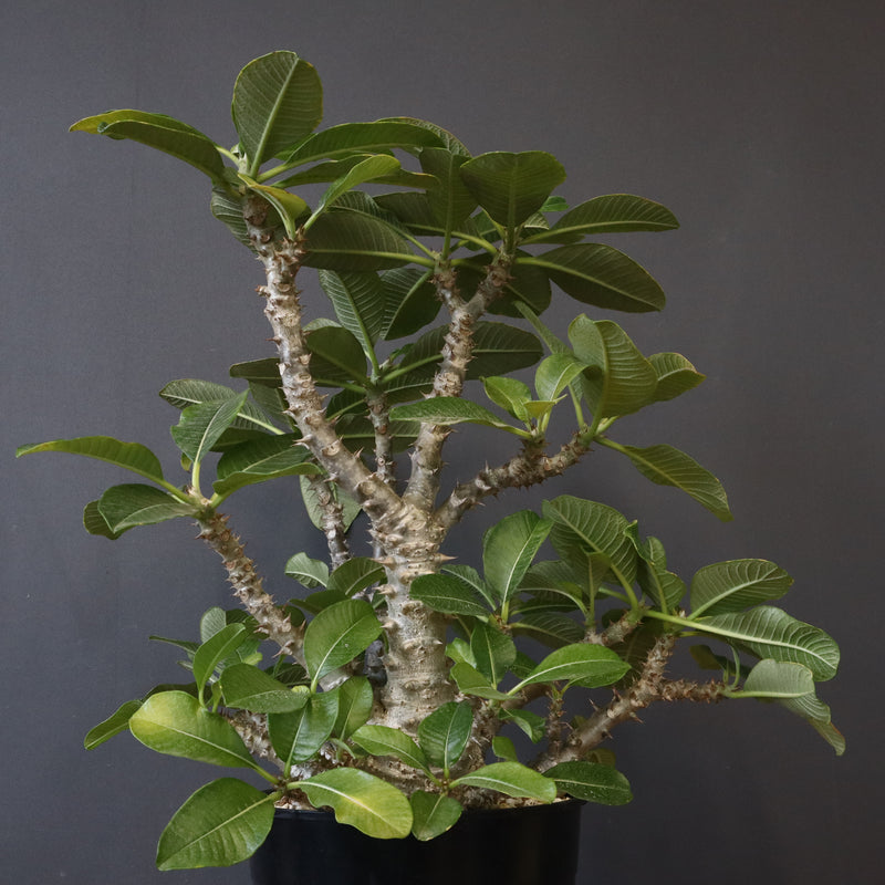 P・ウィンゾリー （実生） 75