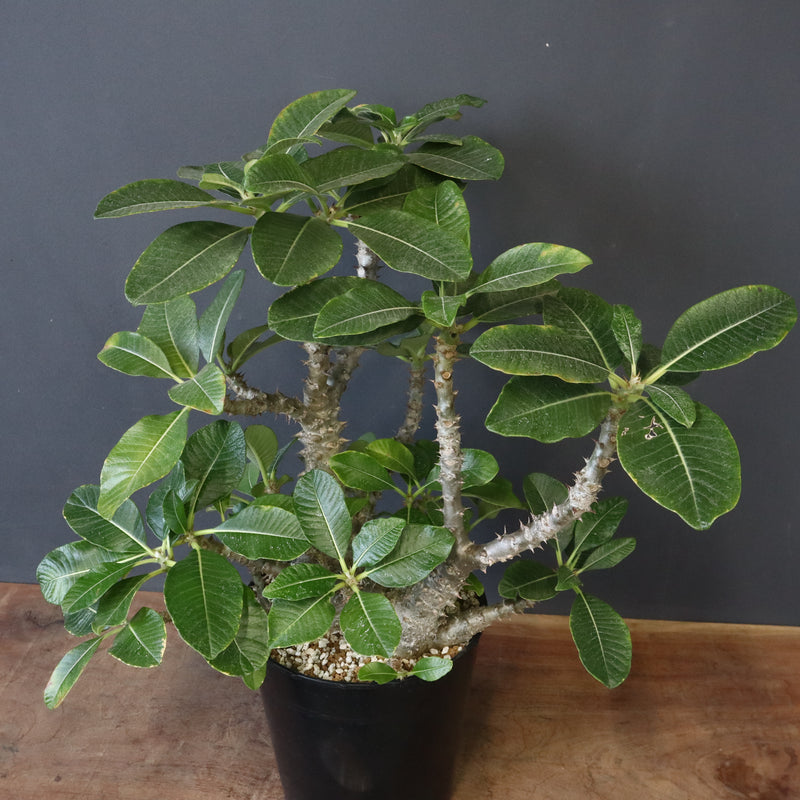 P・ウィンゾリー （実生） 75