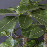 P・ウィンゾリー （実生） 75