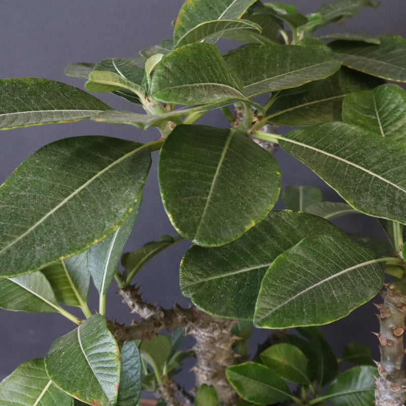 P・ウィンゾリー （実生） 75