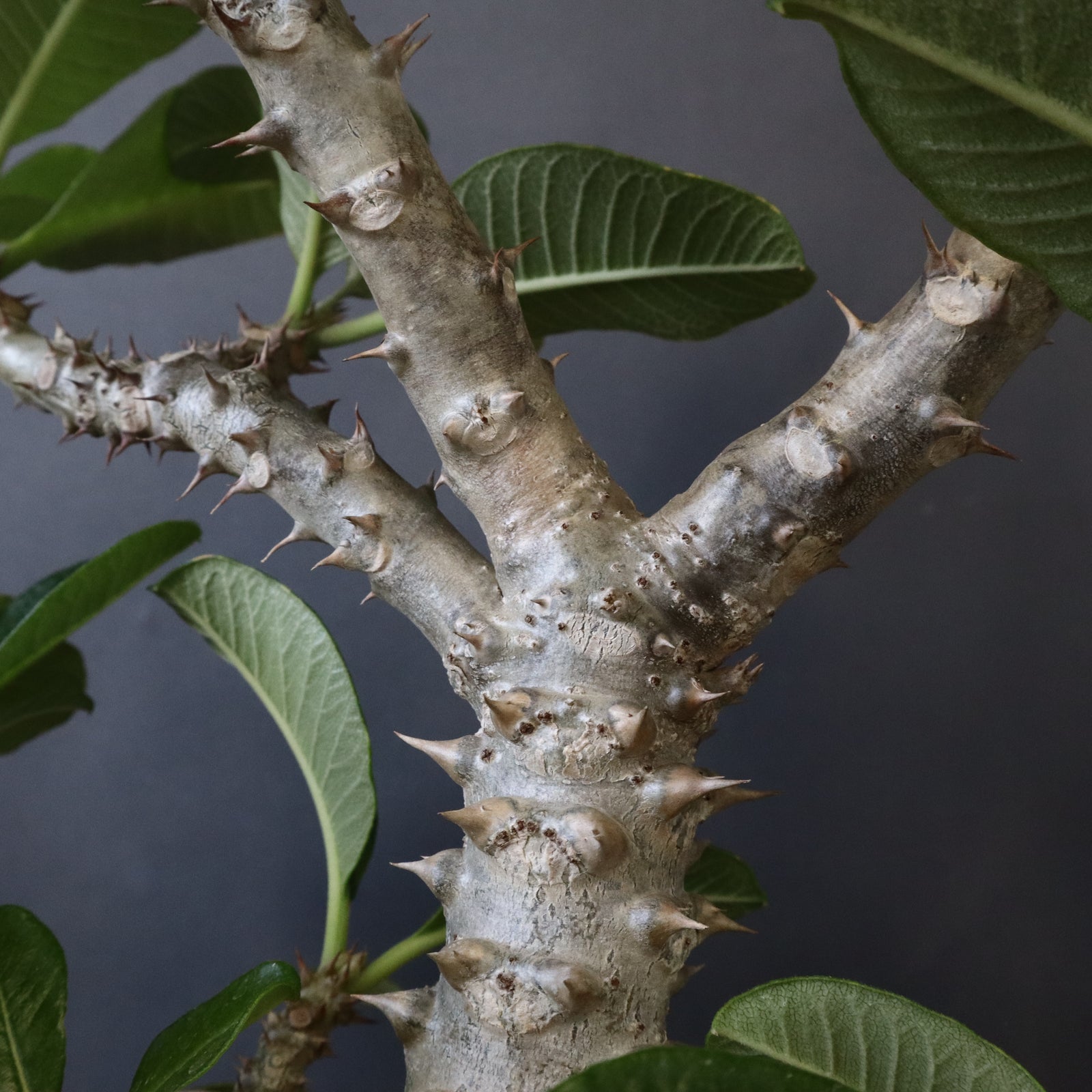 P・ウィンゾリー （実生） 75 – TaiShoDo ONLINE SHOP