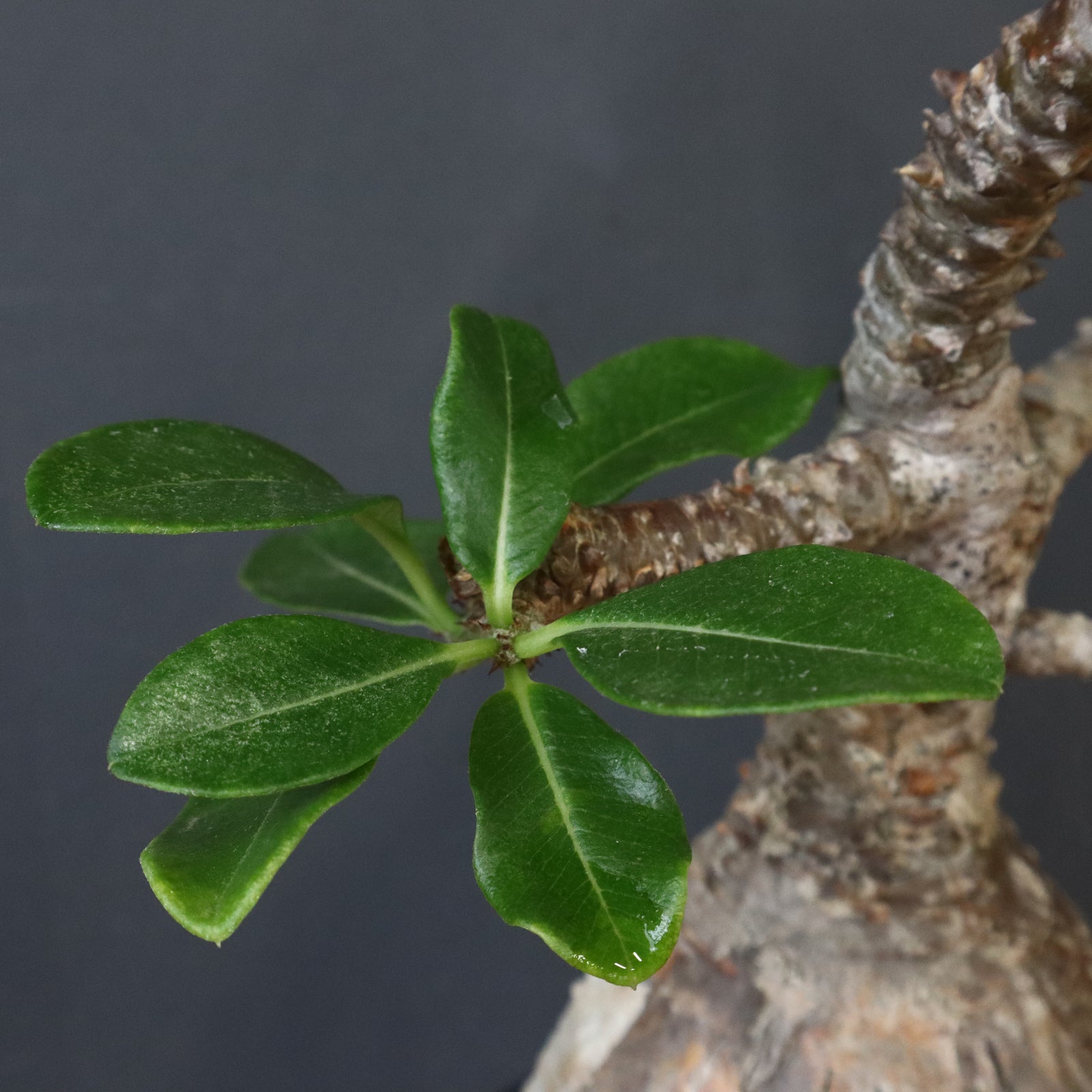 P.ウィンゾリー 81 – TaiShoDo ONLINE SHOP