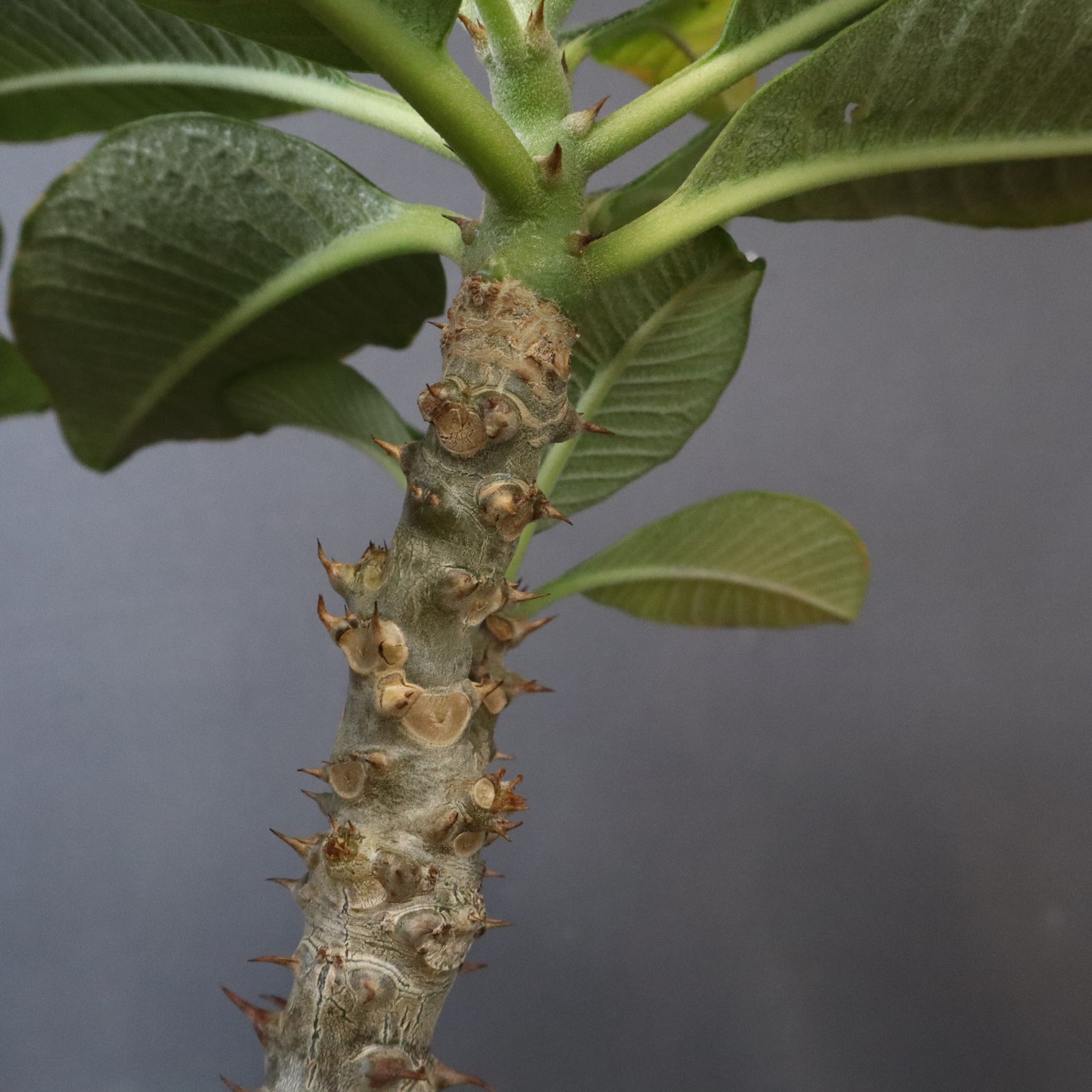 P・ウィンゾリー （実生） 75 – TaiShoDo ONLINE SHOP