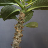 P・ウィンゾリー （実生） 75