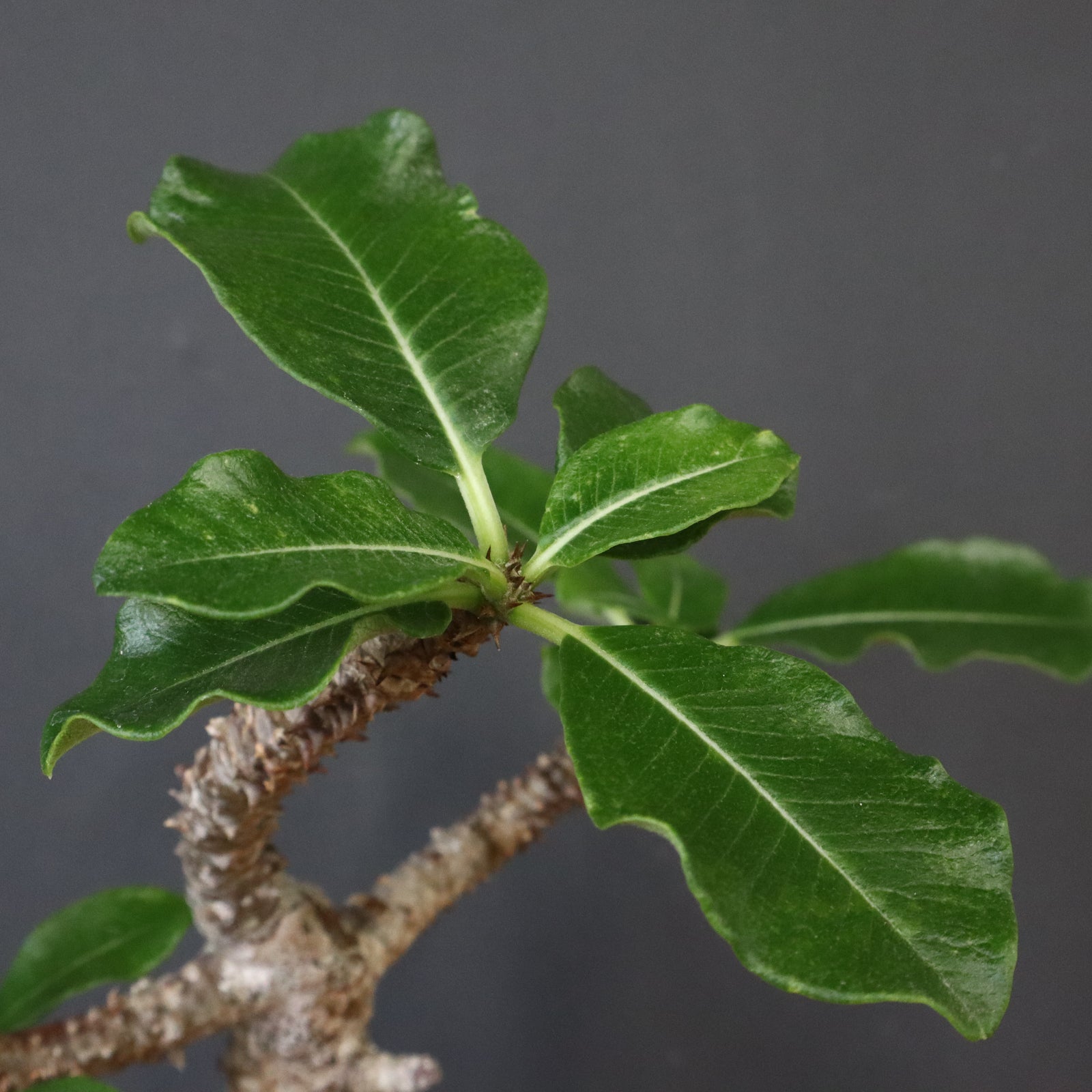 P.ウィンゾリー 81 – TaiShoDo ONLINE SHOP