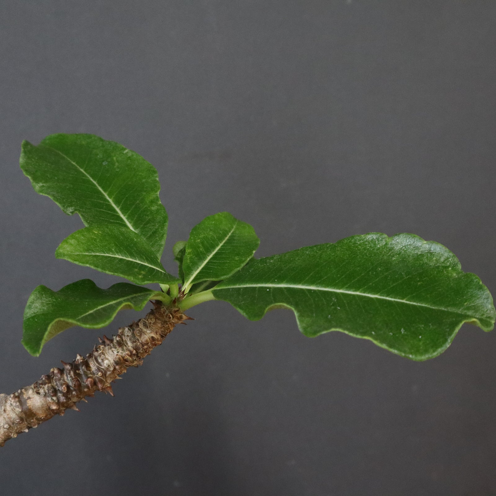 P.ウィンゾリー 81 – TaiShoDo ONLINE SHOP