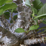 P・ウィンゾリー （実生） 75