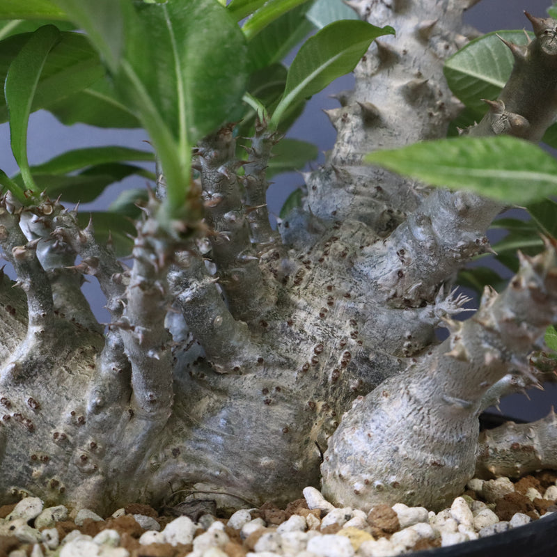 P・ウィンゾリー （実生） 75