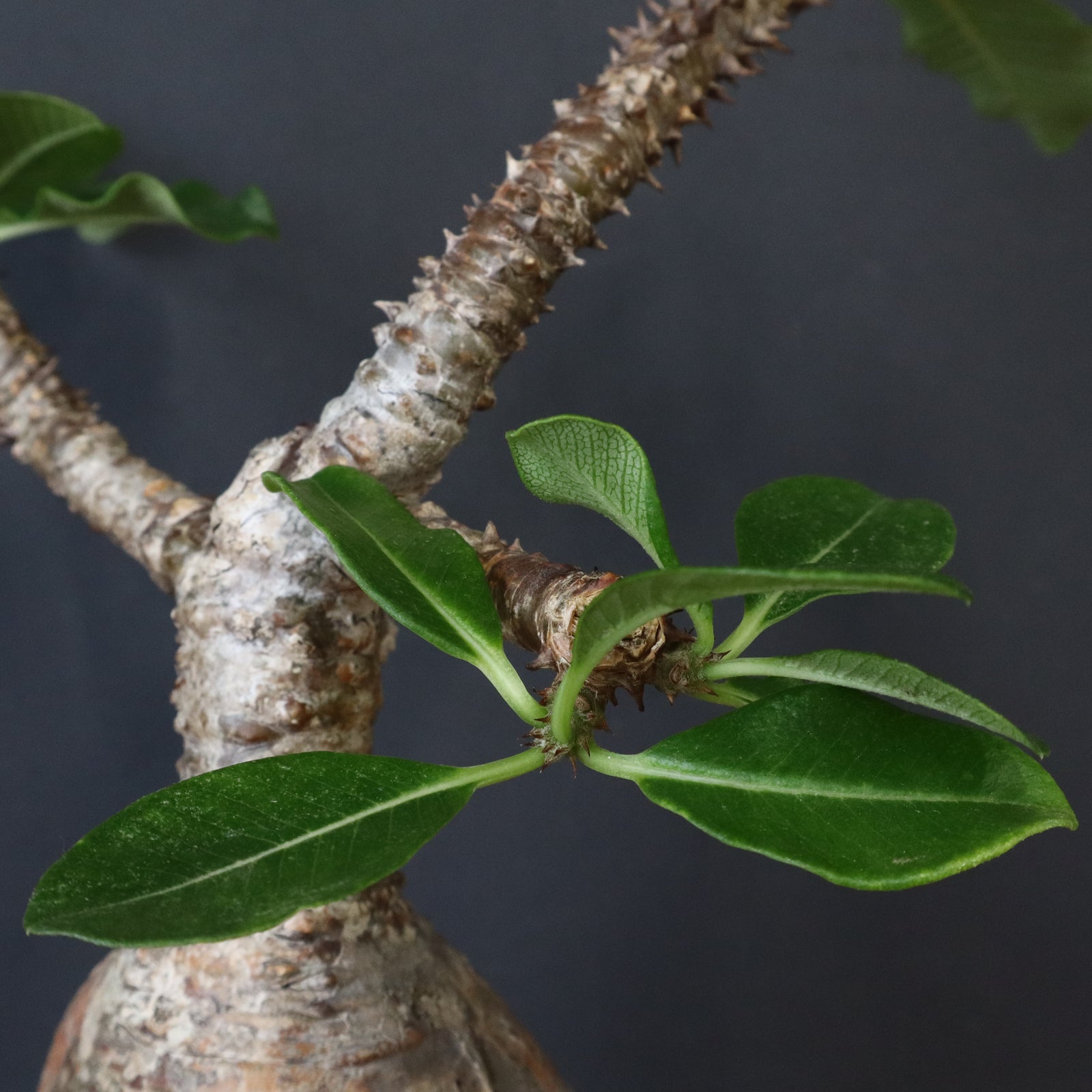 P.ウィンゾリー 81 – TaiShoDo ONLINE SHOP