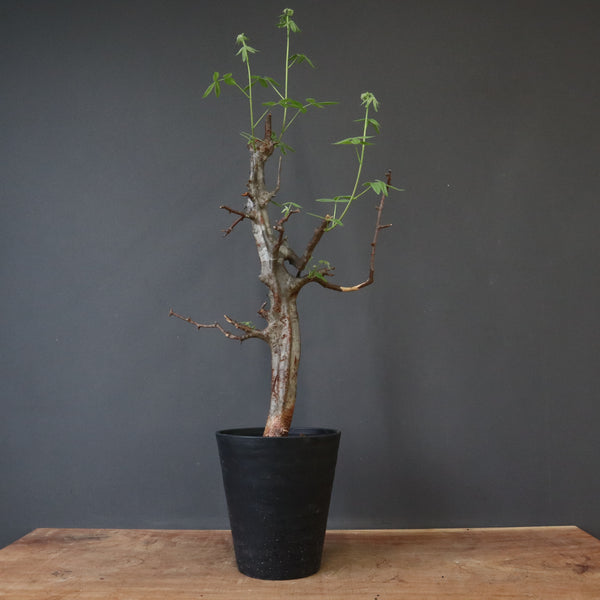 コミフォラ ミルドブラエディ コミフォラ ミルドブラエディ② | X−PLANTS