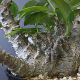 P・ウィンゾリー （実生） 75