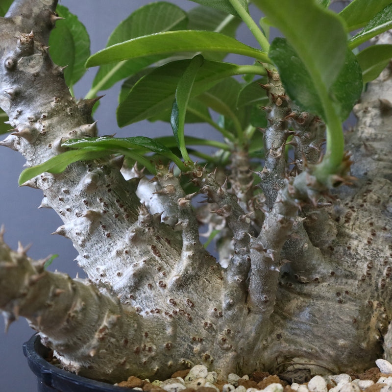 P・ウィンゾリー （実生） 75