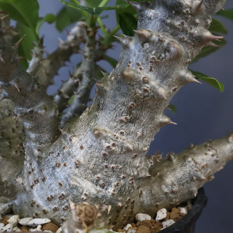 P・ウィンゾリー （実生） 75