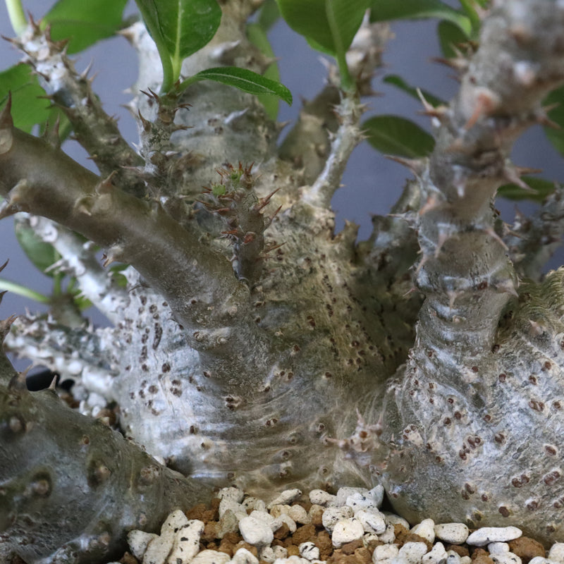 P・ウィンゾリー （実生） 75