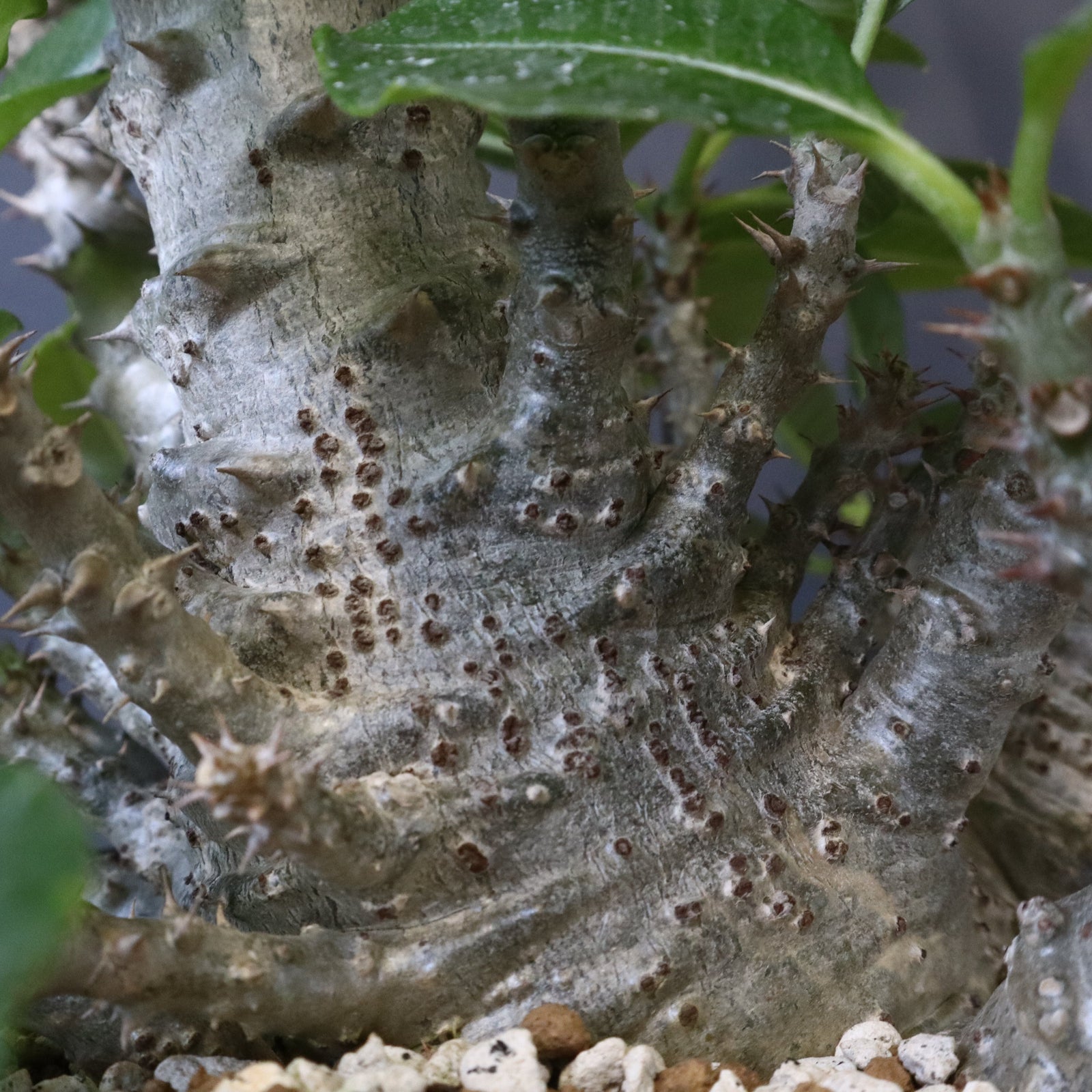 P・ウィンゾリー （実生） 75 – TaiShoDo ONLINE SHOP