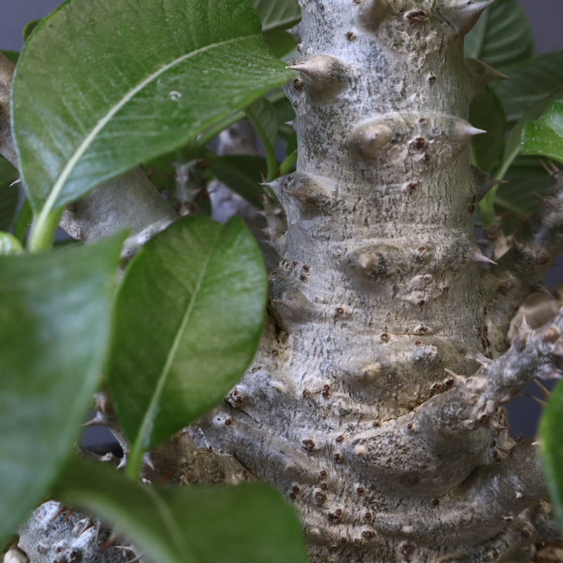 P・ウィンゾリー （実生） 75