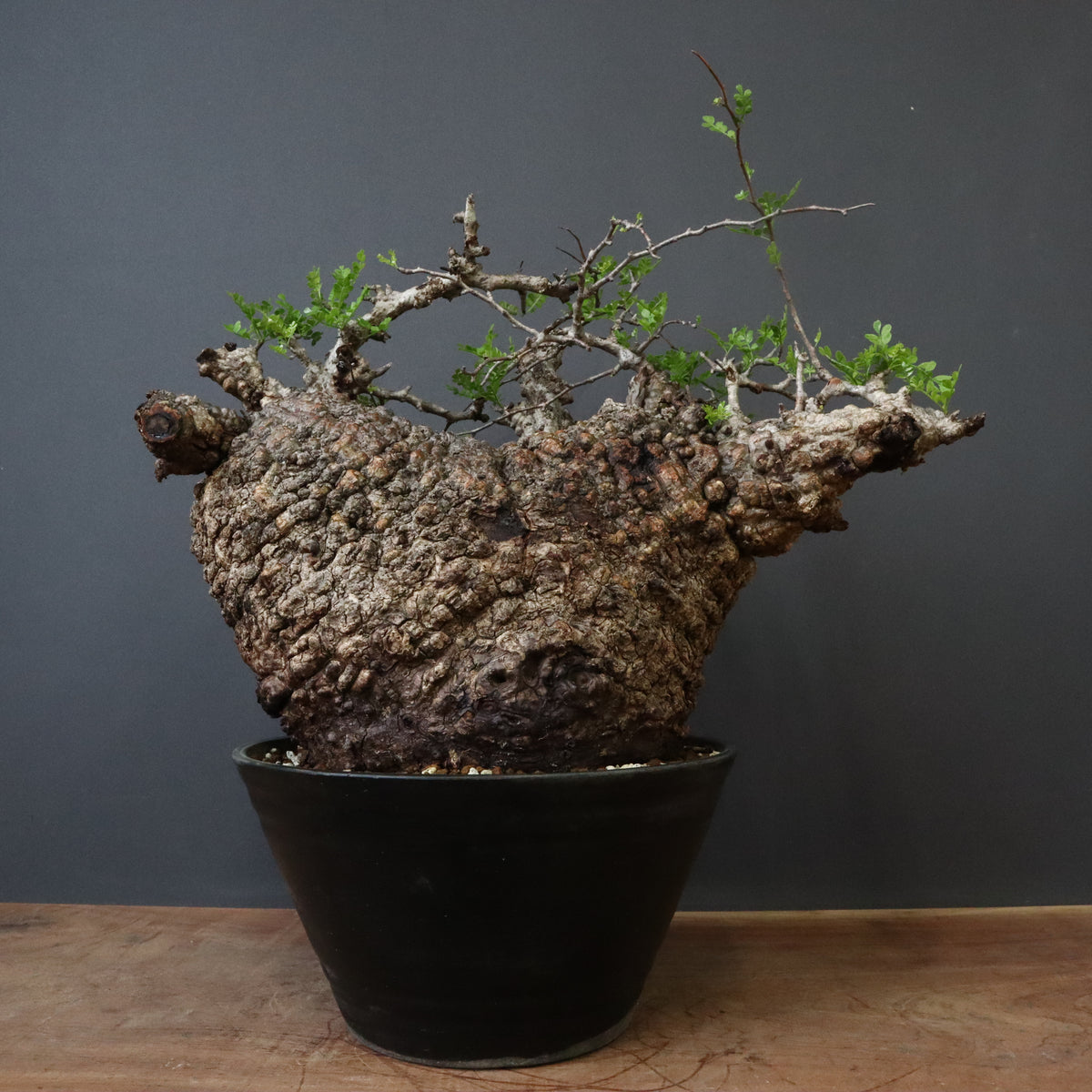 オペルクリカリア・パキプス – TaiShoDo ONLINE SHOP