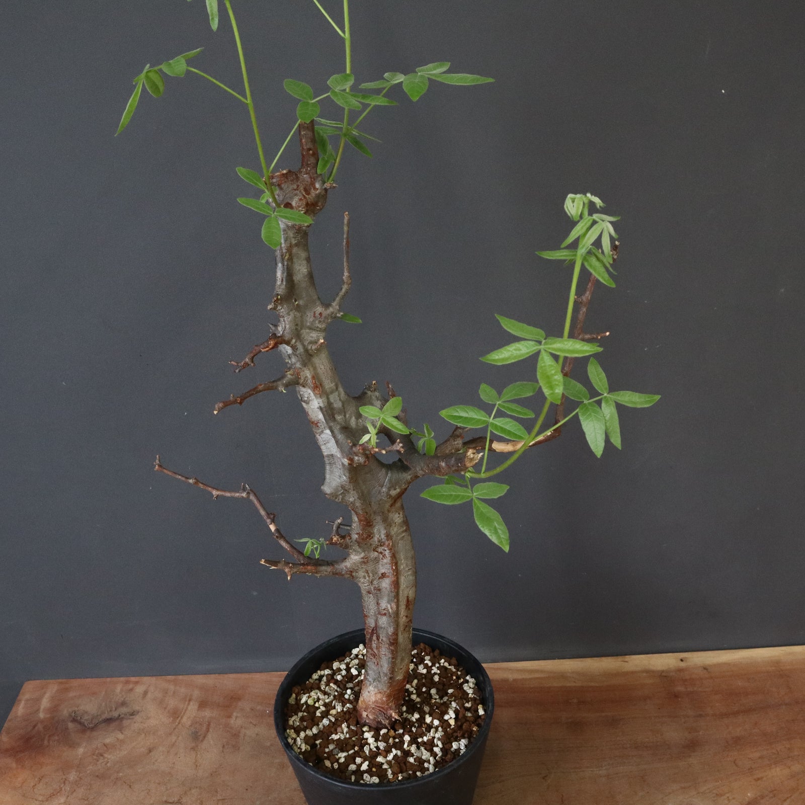 C.ミルドブラエディ 3 – TaiShoDo ONLINE SHOP