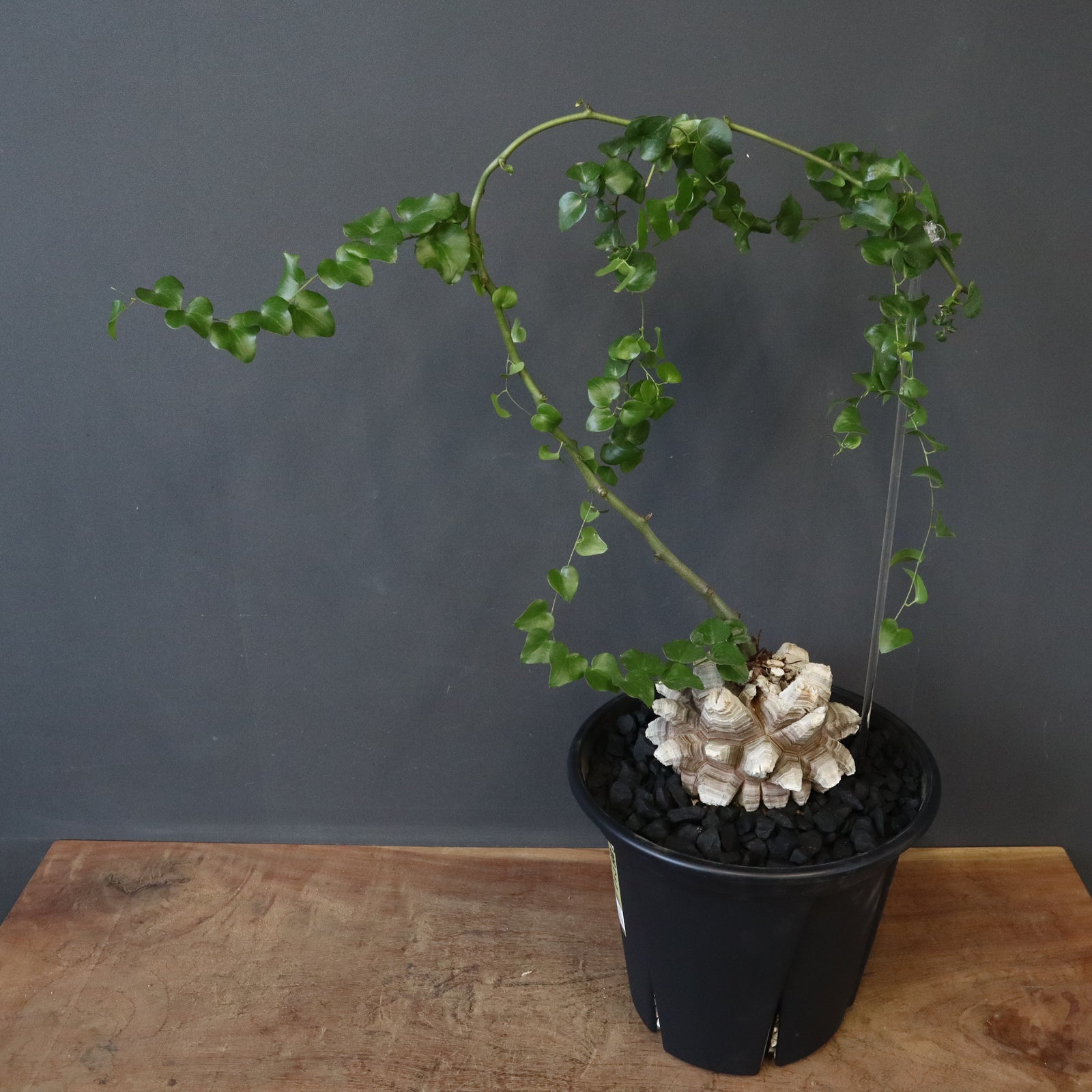 亀甲竜 EC1233 – TaiShoDo ONLINE SHOP