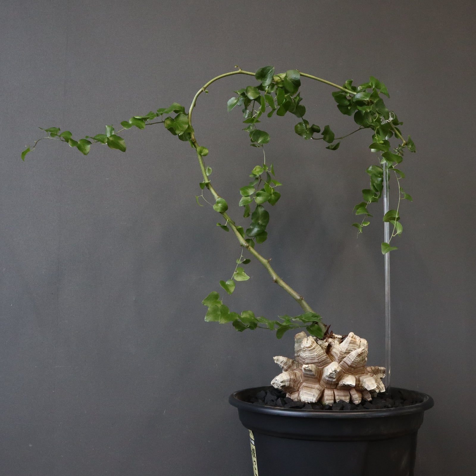 亀甲竜 EC1233 – TaiShoDo ONLINE SHOP