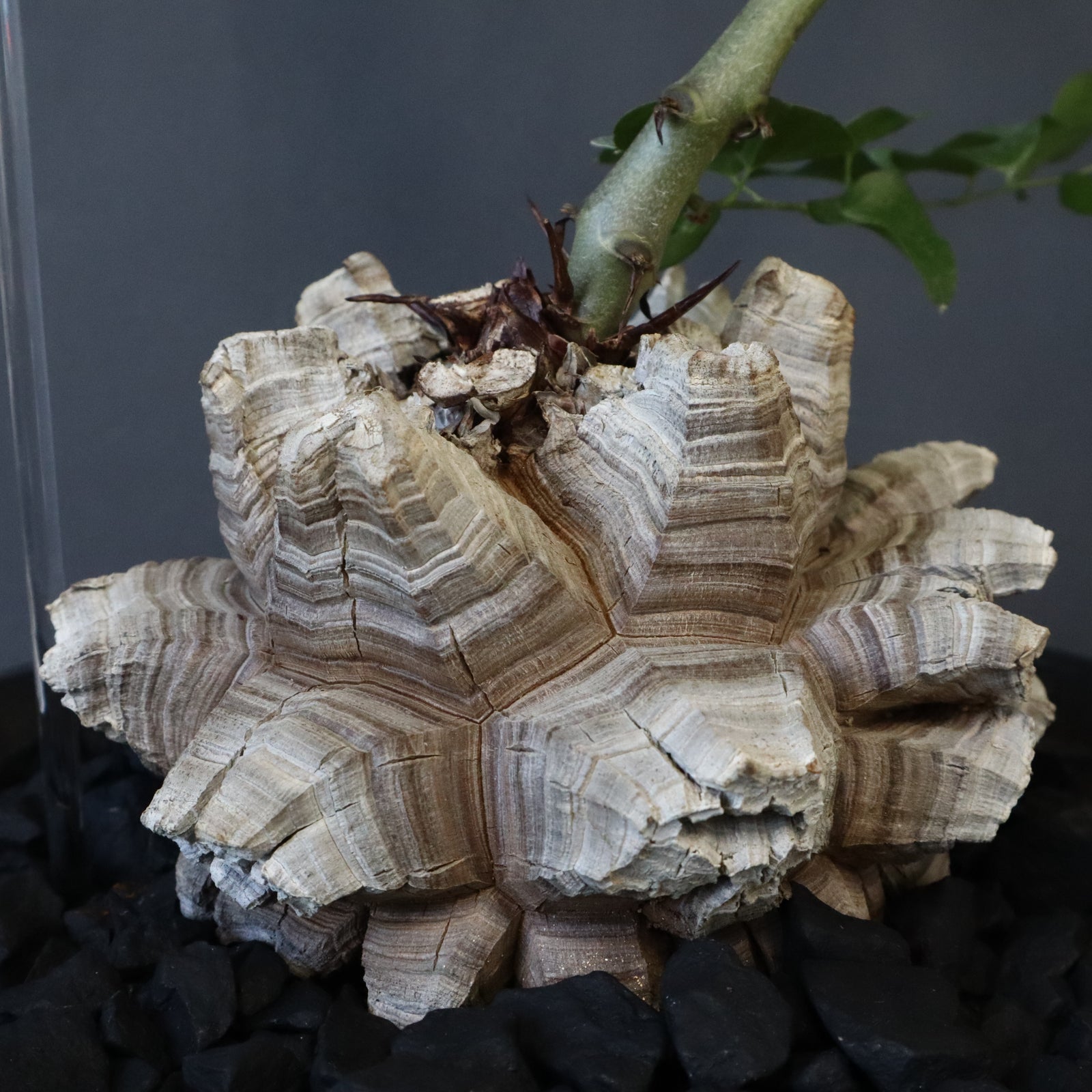 亀甲竜 EC1233 – TaiShoDo ONLINE SHOP