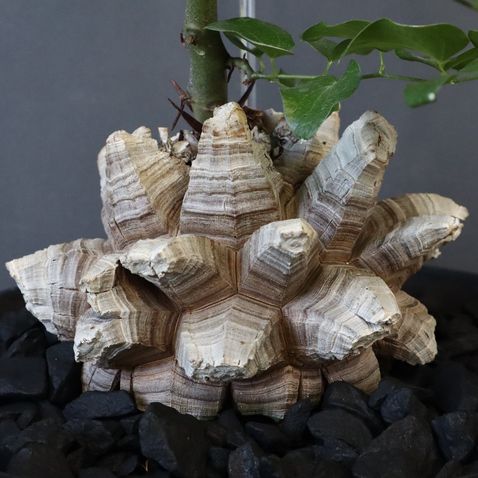 亀甲竜 EC1233 – TaiShoDo ONLINE SHOP