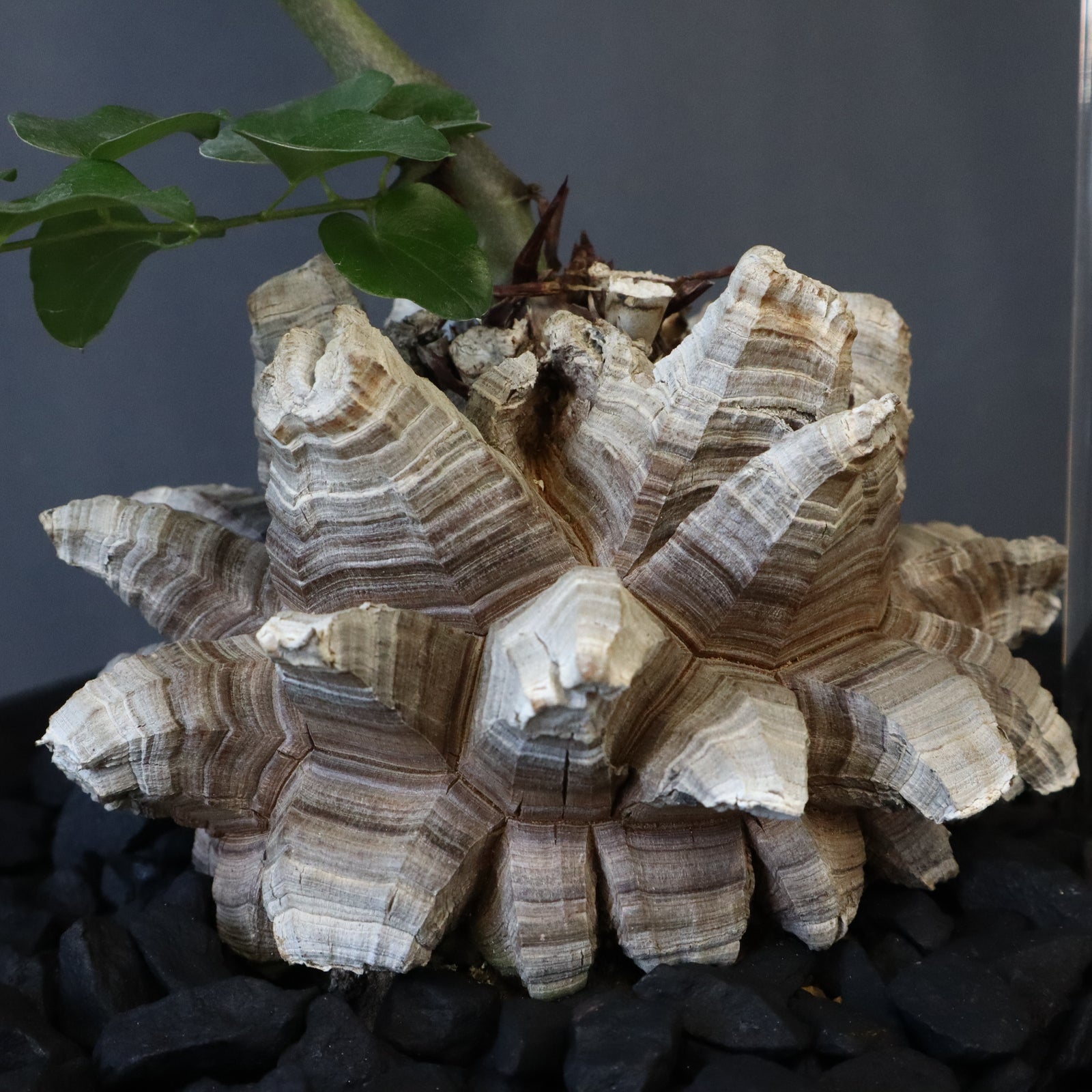 亀甲竜 EC1233 – TaiShoDo ONLINE SHOP