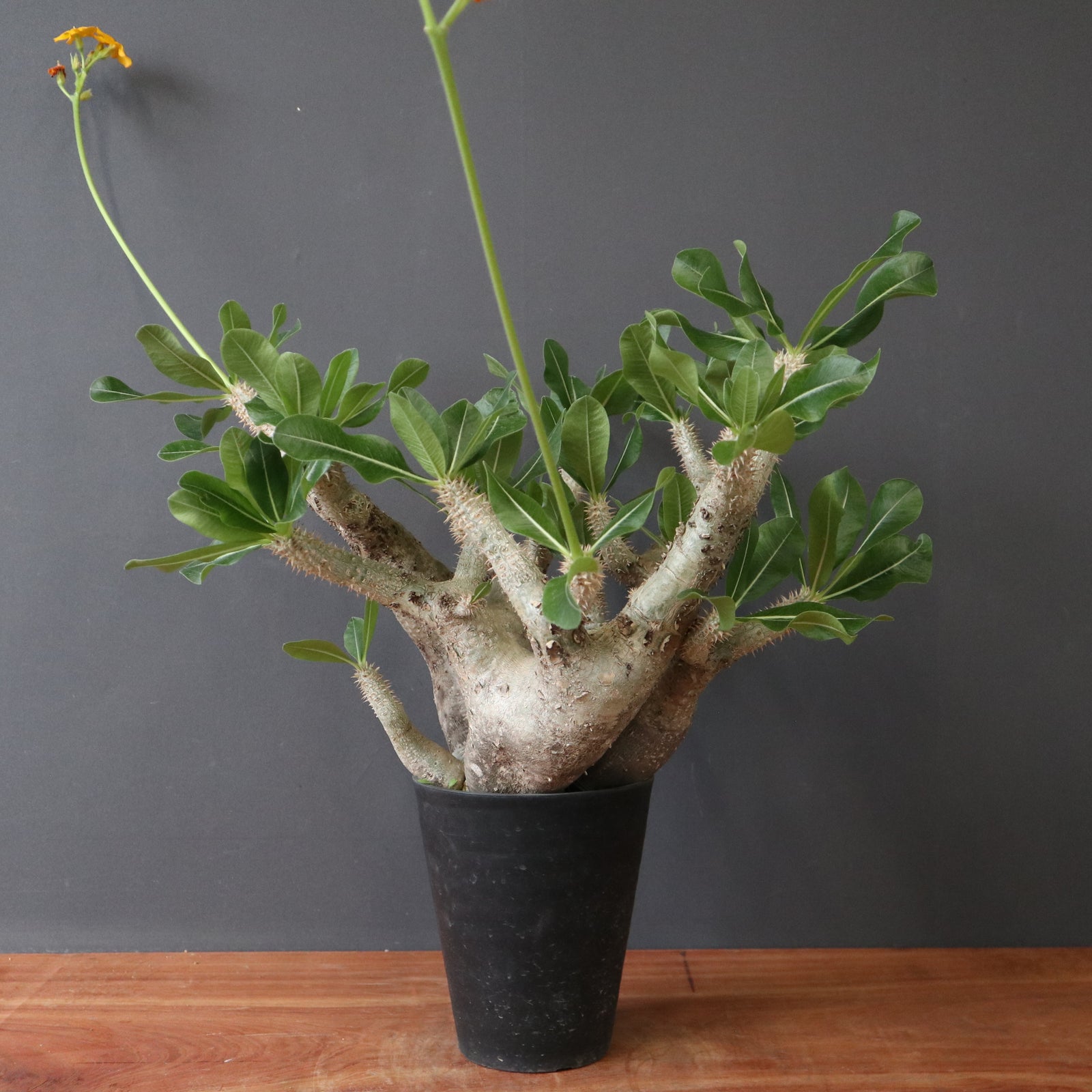 P.デンシフローラム EC2704 – TaiShoDo ONLINE SHOP