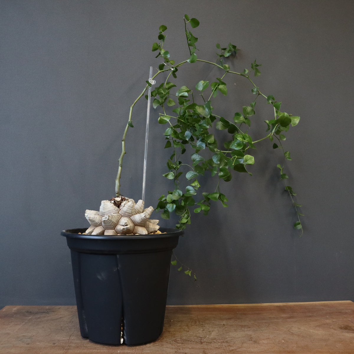 塊根植物 – 2ページ目 – TaiShoDo ONLINE SHOP