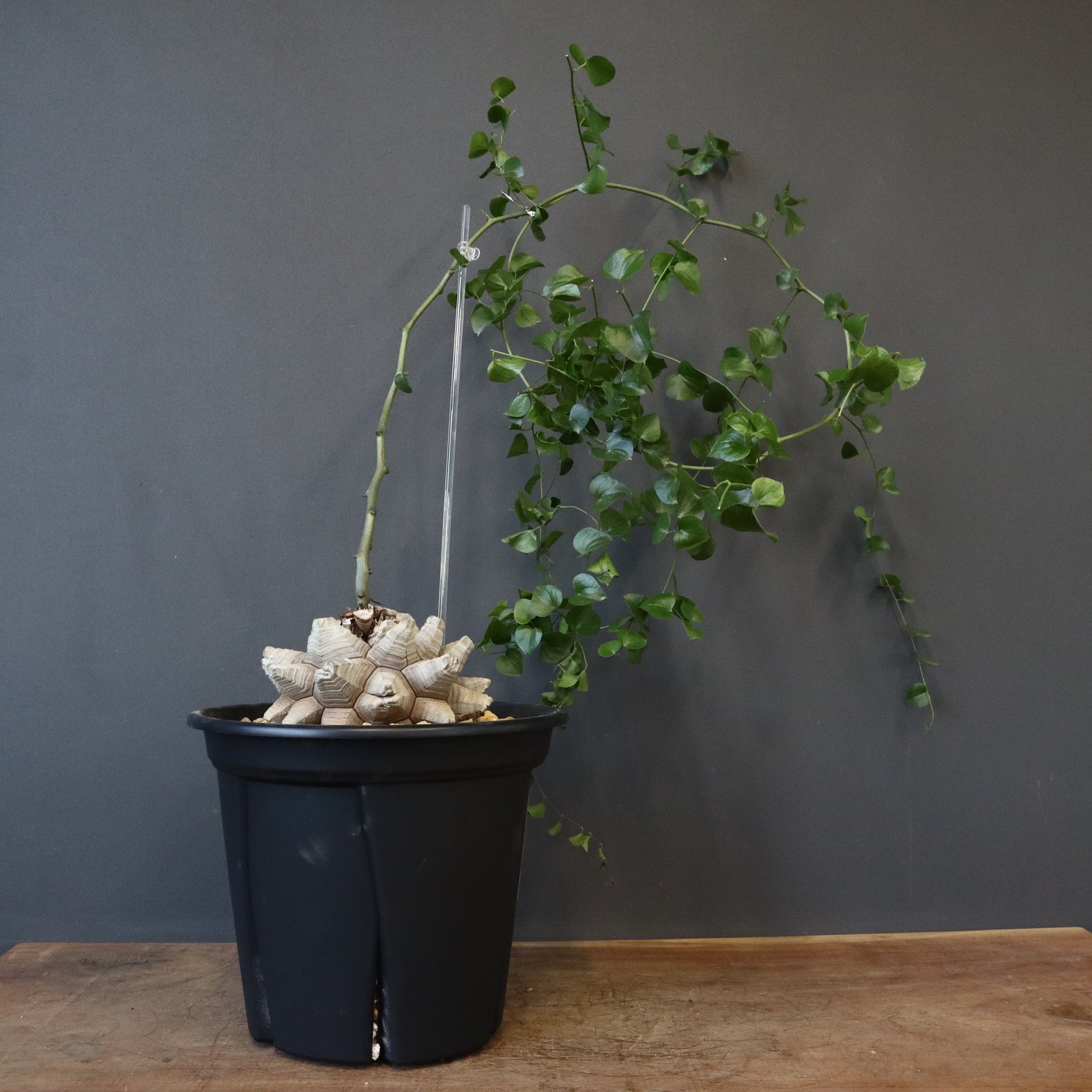 亀甲竜 亀甲竜 EC1229 – TaiShoDo ONLINE SHOP