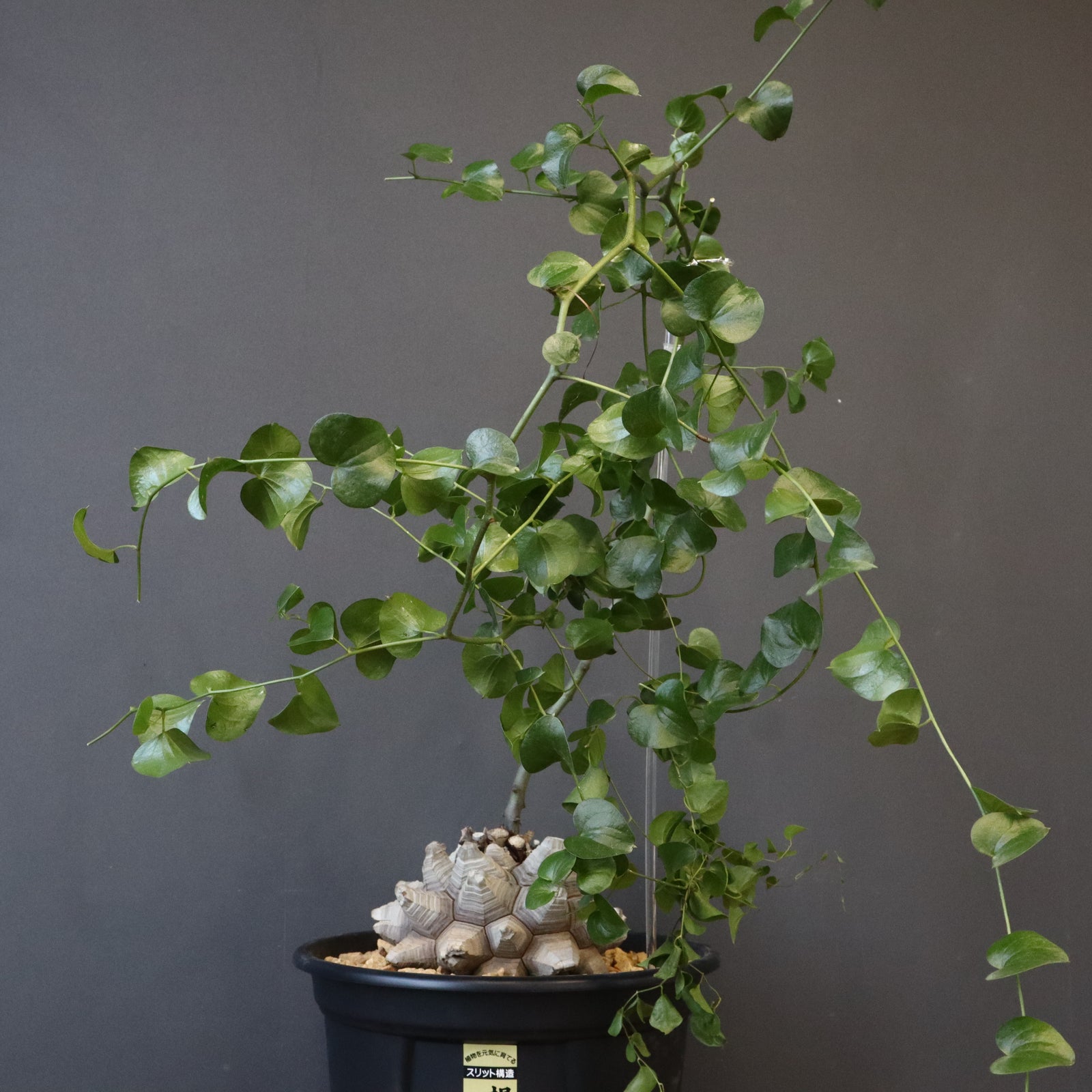 心*-様 亀甲竜 亀甲竜 EC1229 – TaiShoDo ONLINE SHOP