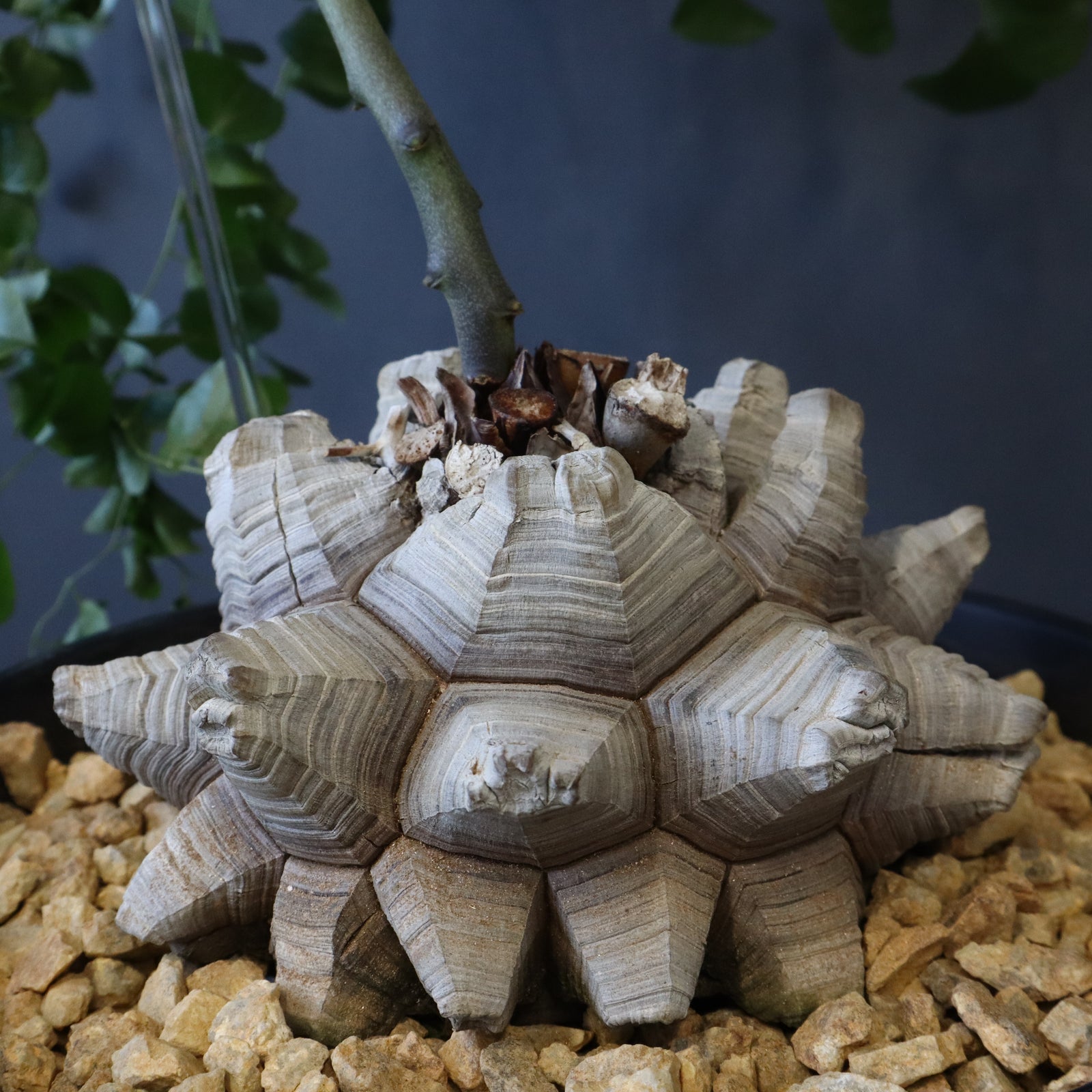 亀甲竜 EC1229 – TaiShoDo ONLINE SHOP