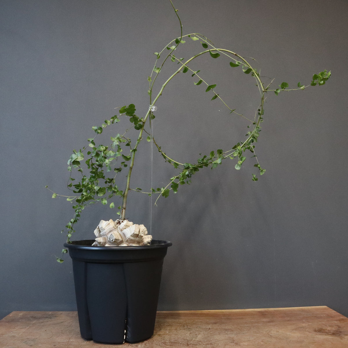 TaiShoDo ONLINE SHOP 塊根植物 多肉植物通販