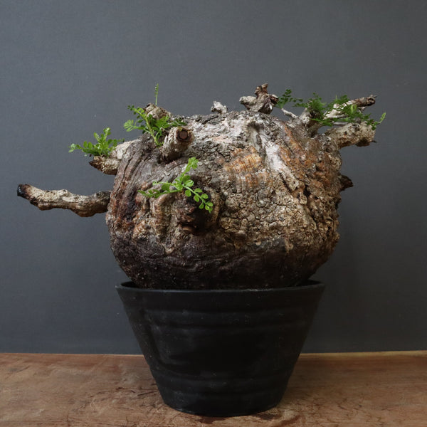 塊根植物 パキプス オペルクリカリア・パキプス – TaiShoDo ONLINE SHOP