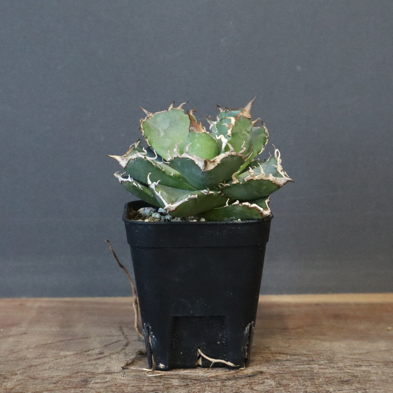 【DRAGON AGAVE】アガベ 清櫻　EC1236