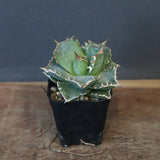 【DRAGON AGAVE】アガベ 清櫻　EC1236