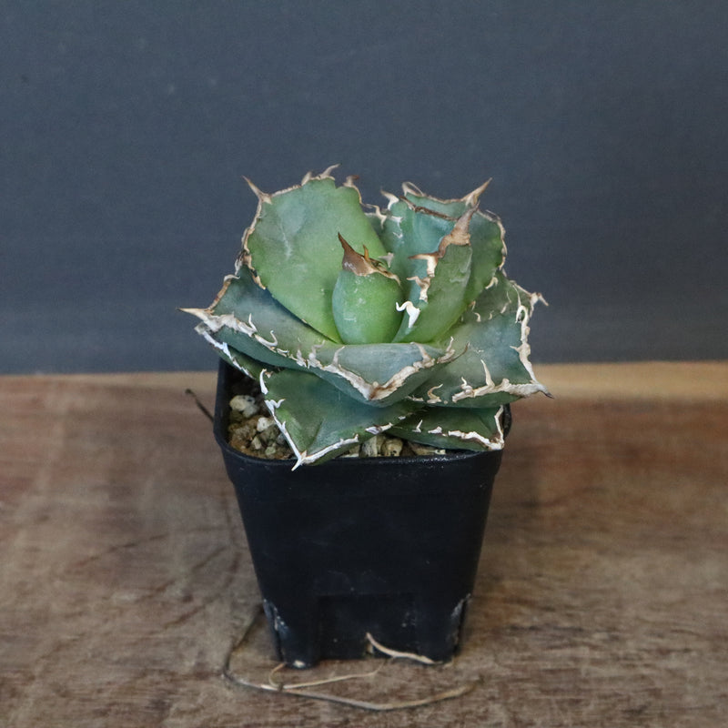 【DRAGON AGAVE】アガベ 清櫻　EC1236