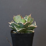 【DRAGON AGAVE】アガベ 清櫻　EC1236