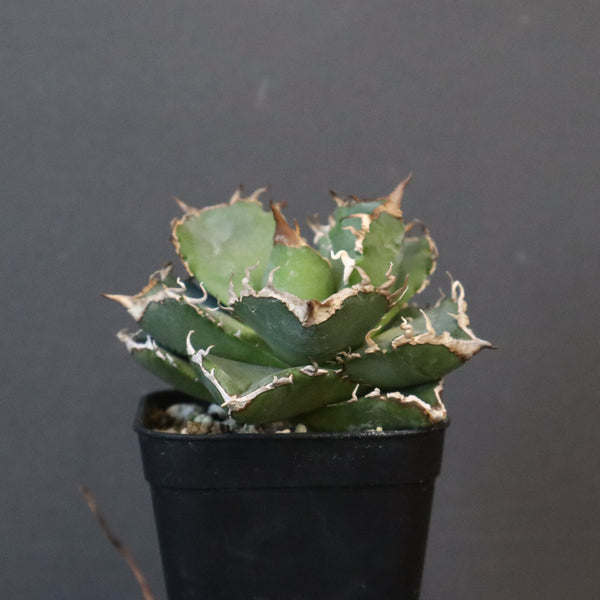 【DRAGON AGAVE】アガベ 清櫻　EC1236