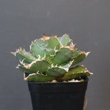 【DRAGON AGAVE】アガベ 清櫻　EC1236