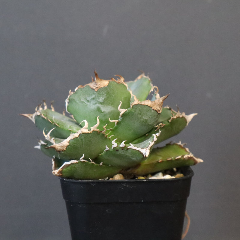 【DRAGON AGAVE】アガベ 清櫻　EC1236