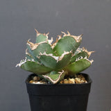 【DRAGON AGAVE】アガベ 清櫻　EC1236