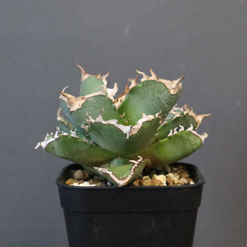 【DRAGON AGAVE】アガベ 清櫻　EC1236