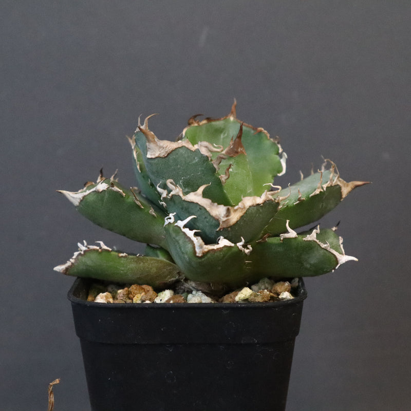 【DRAGON AGAVE】アガベ 清櫻　EC1236