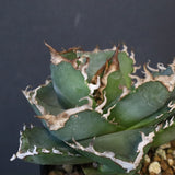 【DRAGON AGAVE】アガベ 清櫻　EC1236