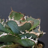 【DRAGON AGAVE】アガベ 清櫻　EC1236