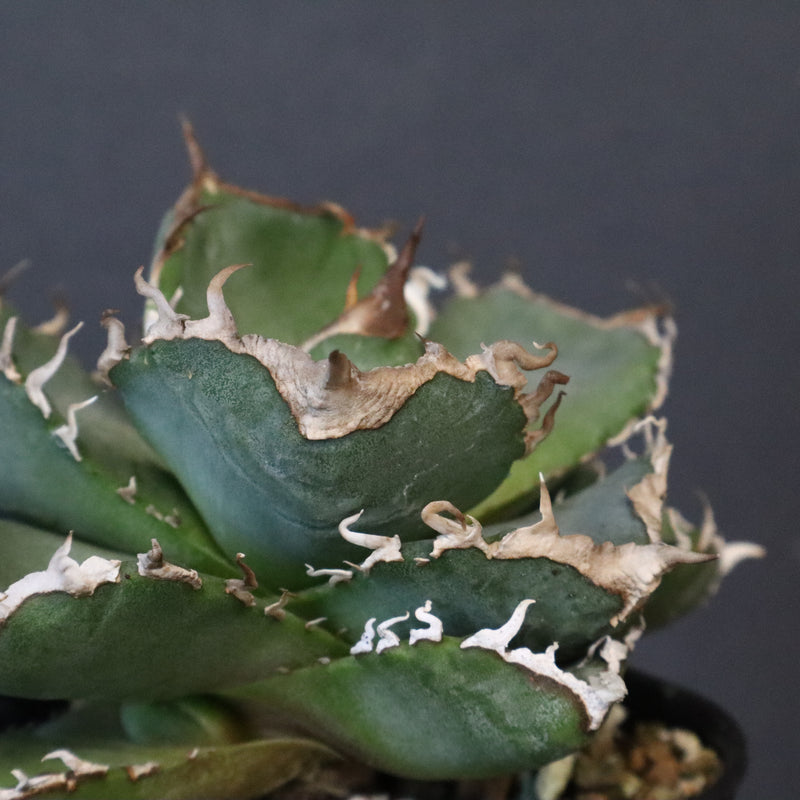 【DRAGON AGAVE】アガベ 清櫻　EC1236