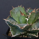 【DRAGON AGAVE】アガベ 清櫻　EC1236