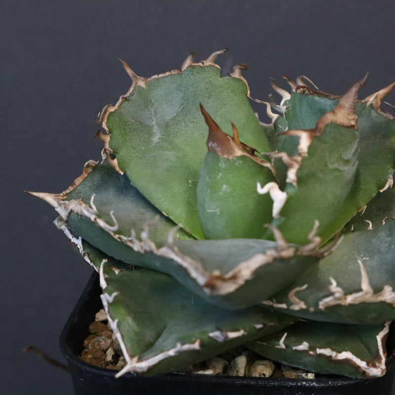 【DRAGON AGAVE】アガベ 清櫻　EC1236